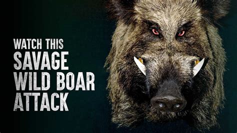 How To Survive This Scary Wild Boar Attack Youtube