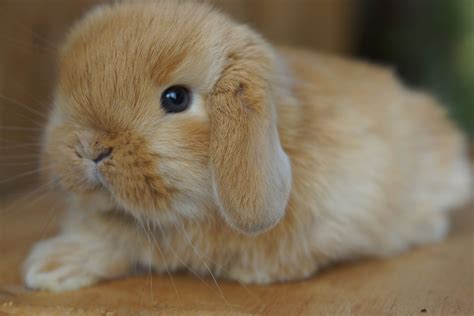 Sweet Baby Holland Lop Buck From Blue Clover Rabbitry Silly Animals
