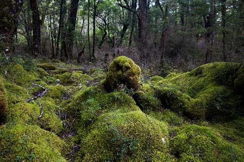 Moss Forest Free Photo On Pixabay Pixabay