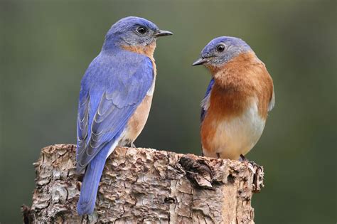 Pair Of Eastern Bluebird Pair Of Eastern Bluebird Sialia Flickr