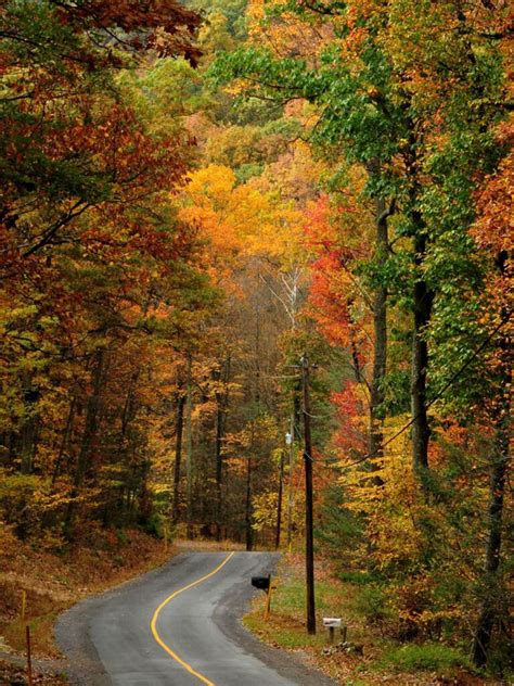 Pennsylvanias Forests Face Looming Threats Researchers Say Whyy