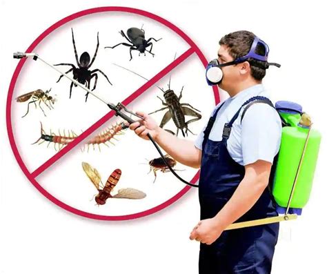 Spider Pest Control Spider Extermination In India