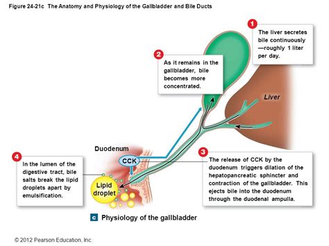 Physiology Of Gallbladder Diagram Quizlet