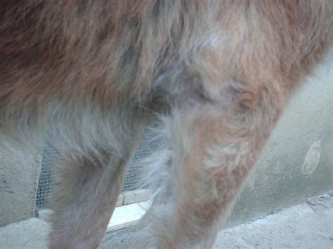 perdita del pelo - Cane