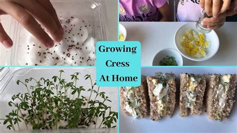Kids Have Fun Growing Cress Seeds At Home Making Egg Mayonnaise And