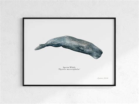 Madison Mueller Sperm Whale