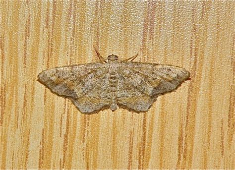 Brown Moth Hypagyrtis Bugguidenet