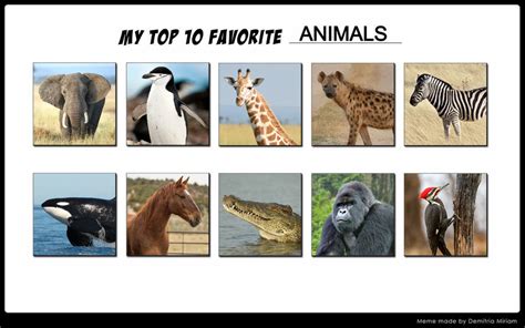 My Top 10 Favorite Animals By Uranimated18 On Deviantart