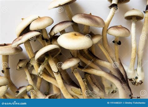 Medical Research Of Psilocybin Psilocybin Cubensis Mushroom Stock