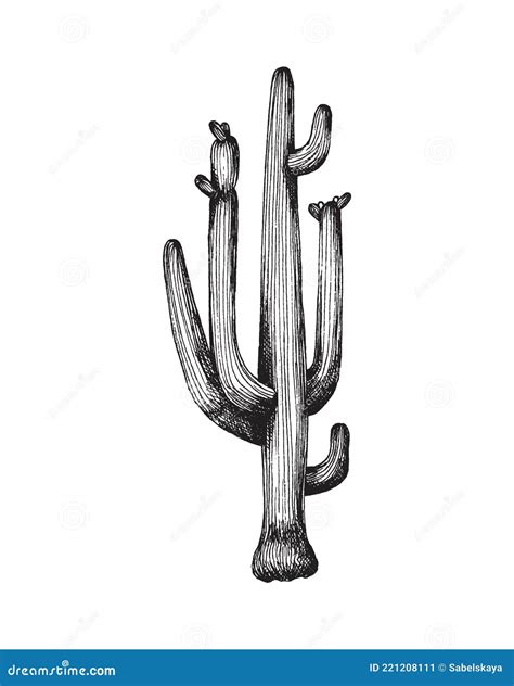 Black Silhouette Of Saguaro Cactus Wild Plant Carnegiea Growing At