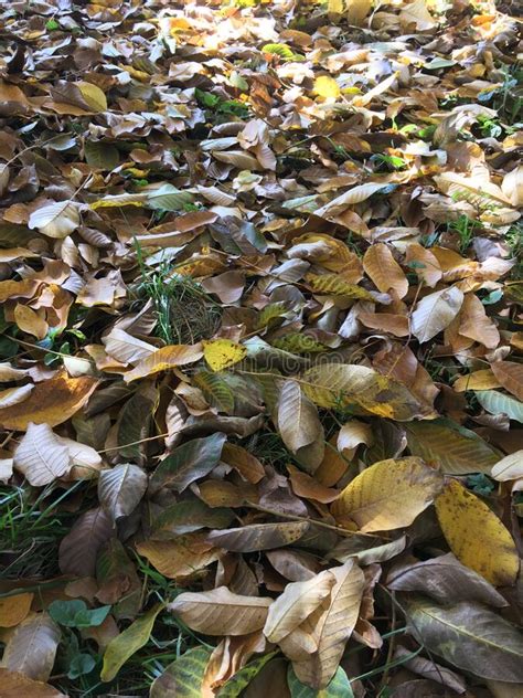 Autumn Yellowed Fallen Foliage Lying In A Thick Carpet Natural