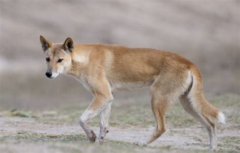 Dingo Canis Lupus Dingo