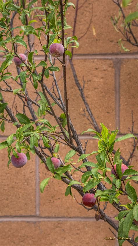 How To Grow And Care For An American Wild Plum Tree Dengarden