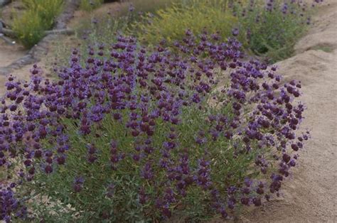It is native to california. 52 best images about Landscape Design on Pinterest ...