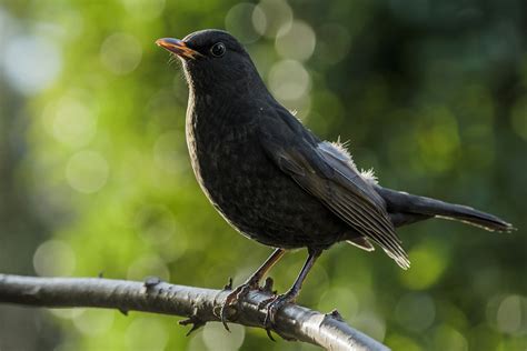 Unser amsel pärchen war dieses jahr sehr früh dran. Amsel ... Foto & Bild | tiere, wildlife, wild lebende ...