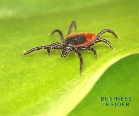 Ticks Are Spreading Across The United States