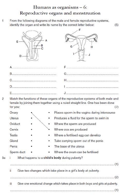 Reproductive System Interactive Worksheet Female Repr