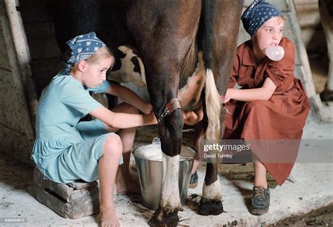 An Amish Girl Blows A Chewing Gum Bubble As She Milks A Cow