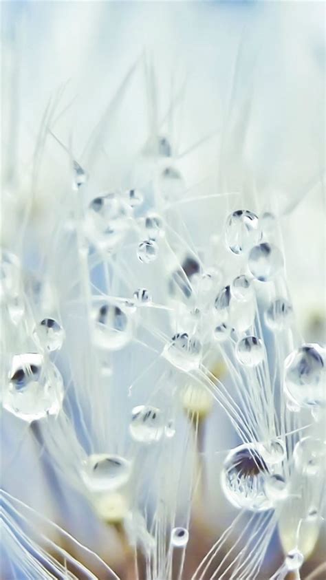 Pure Crystal Dew Dandelion Flower Water Drop Globe Macro Iphone 8