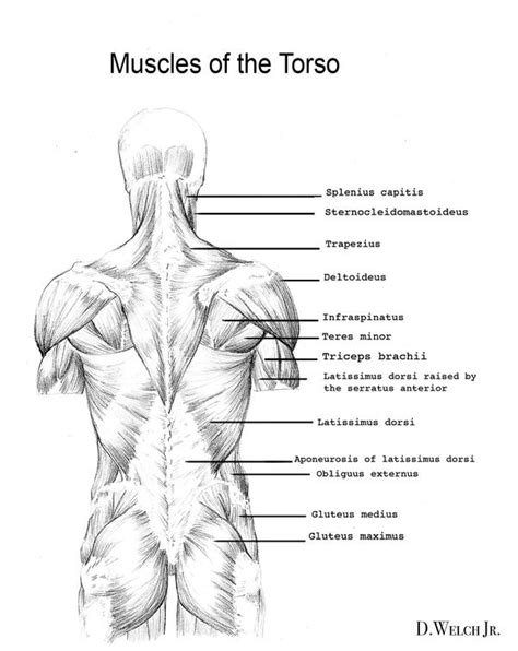 Figurative anatomy muscles of the torso. Back Muscles Study by DarkKenjie on DeviantArt