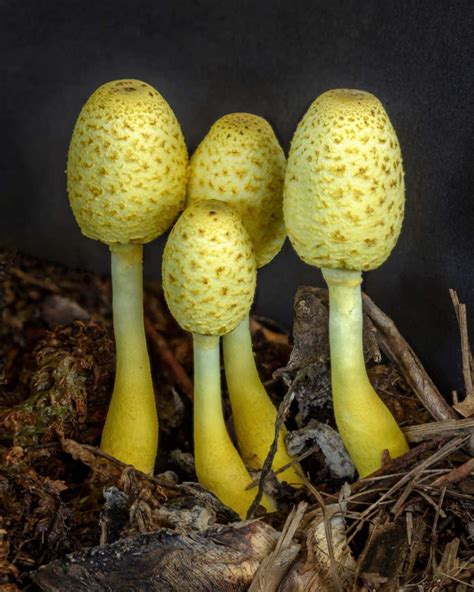 Yellow Mushrooms In Potted Plants Everything You Need To Know Mushroom Appreciation