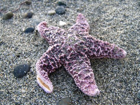Purple Sea Star By Leithster On Deviantart