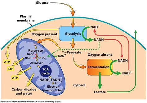 Maybe you would like to learn more about one of these? biochemistry - How does the body switch between aerobic ...