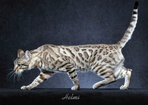 The bengal is a relatively new cat breed, with rosetted or spotted markings. 25 Most Adorable White Bengal Cat Pictures And Images