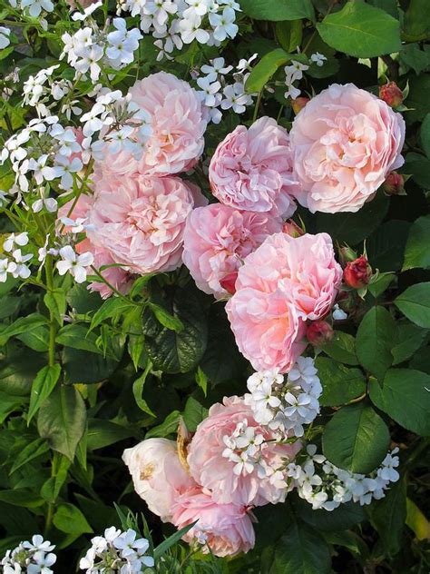 Quality fresh flowers by interflora florists in kidderminster. 'Irene Watts' roses | Beautiful flowers, Rose, Pink roses