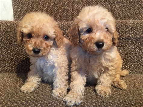 "Miniature Poodle" Puppies For Sale | Seattle, WA #192177
