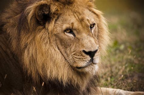 Magnificent Male Lion Photograph By Chad Davis Fine Art America