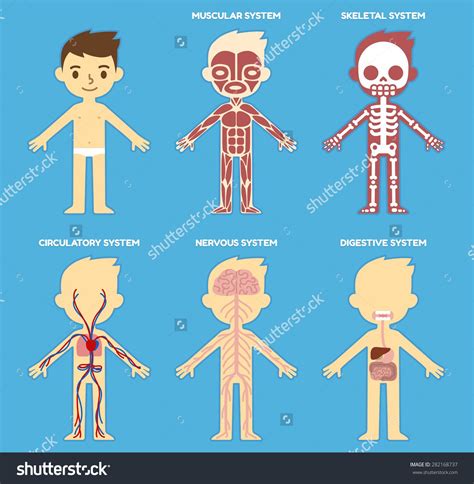Stock Vector My Body Educational Anatomy Body Organ Chart For Kids