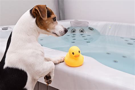 Bathing Dogs Is A Mandatory Part Of Pet Care Alexandar Cosmetics Blog