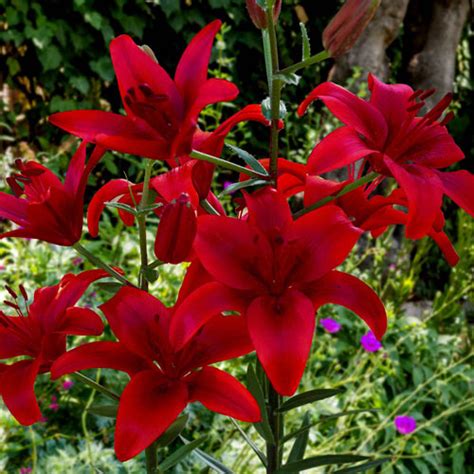 Red County Asiatic Lily K Van Bourgondien Bulbs