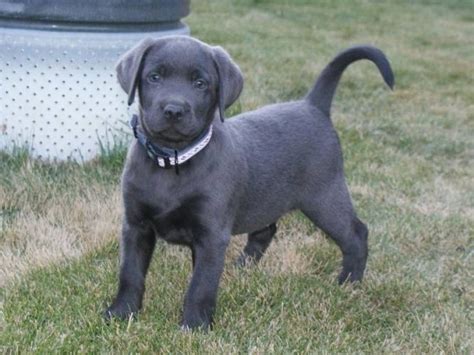 Our dogs are part of our family and are well loved by our eight. silver lab puppies for sale | Silver Charcoal Lab ...