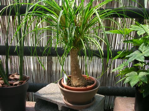 100 pezzi rari piante di cactus giapponese fiore epiphyllum succulente piante fiore sementes bonsai piante piante per interno fiori pot: Piante da interno