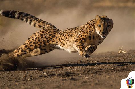 The Top Ten Fastest Animals In The World Zone Top Ten