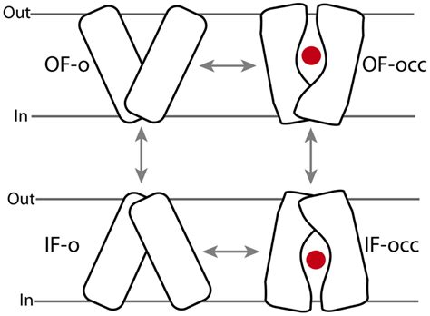 The Alternating Access Model Proposed For The Transporter Function