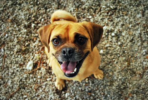 Puggle Dog Breed Temperament Diet And Training Platpets Training