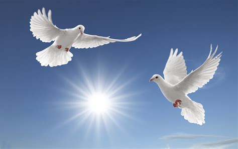 White Doves Sun Rays Tsoncheva Blue Sky And White Cloud Desktop Hd