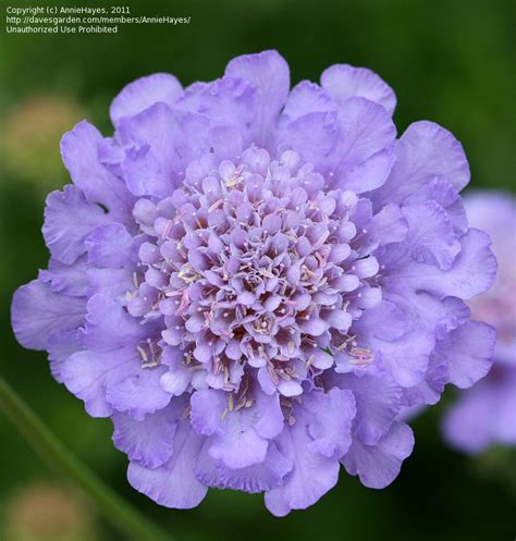 Scabiosa Scabious Pincushion Flower A To Z Flowers