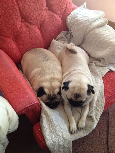 Pin On Love Pugs Not Drugs