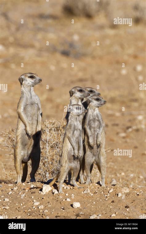 Standing Meerkats Suricata Suricatta Adult Male And Young At Burrow