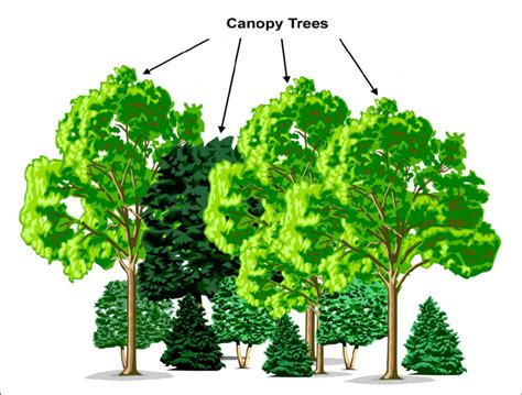 Example Of Canopy Trees Although Not Necessarily The Tallest Trees In