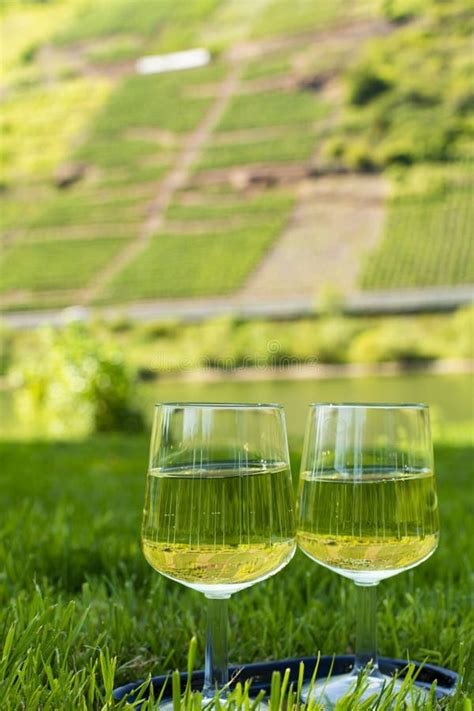 Famous German White Wine Grapes Riesling Growing On Slopes Of Hills In