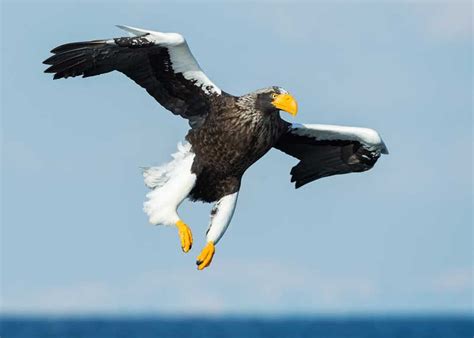 9 Largest Eagles In The World Biggest By Weight Length Wingspan