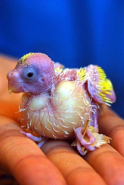 In Cherl Kim Parakeet Baby Parakeets Pet Birds