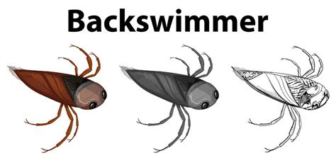 Backswimmer General Facts And How To Prevent Pest Wiki