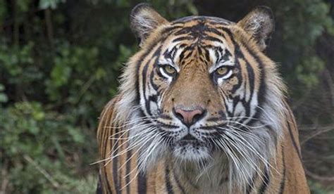 Image Courtesy Reuters Sumatran Tiger Endangered Tigers Courtesy