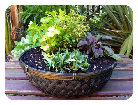 Bell And Star How To Make A Tabletop Herb Garden